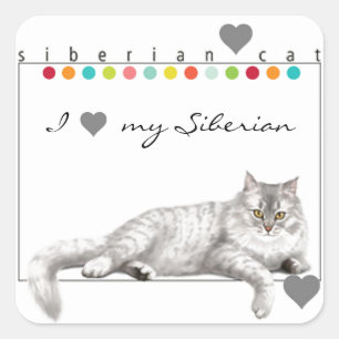 Eu amo minhas etiquetas Siberian do gato