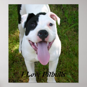 Eu amo o poster de Pitbulls