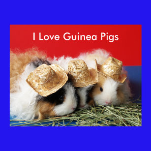 Eu amo Poster de porcos guineenses