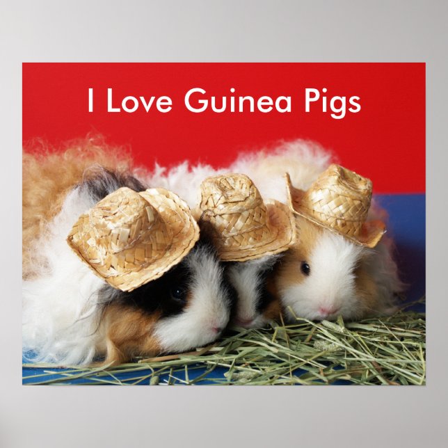 Eu amo Poster de porcos guineenses (Frente)