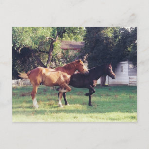 EU & MY SHADOW - cartão postal