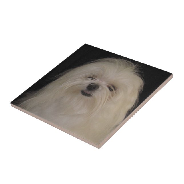 Eu não faço "Top Knots MALTESE" (Lateral)