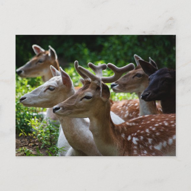 Eu ouvi cartão postal (Frente)