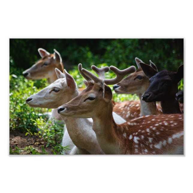 Eu Ouvi Foto (Frente)