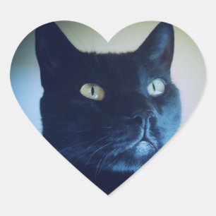 Eu sou etiqueta do gato