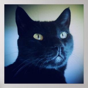 Eu sou impressão do gato