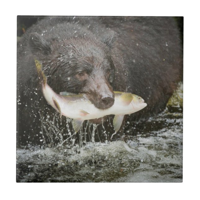 EUA, Alasca, Anan Creek. Close-Up de Urso Preto (Frente)