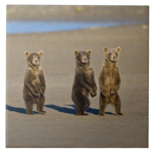 EUA. Alasca. Filhotes de Urso Pardo Costeiro