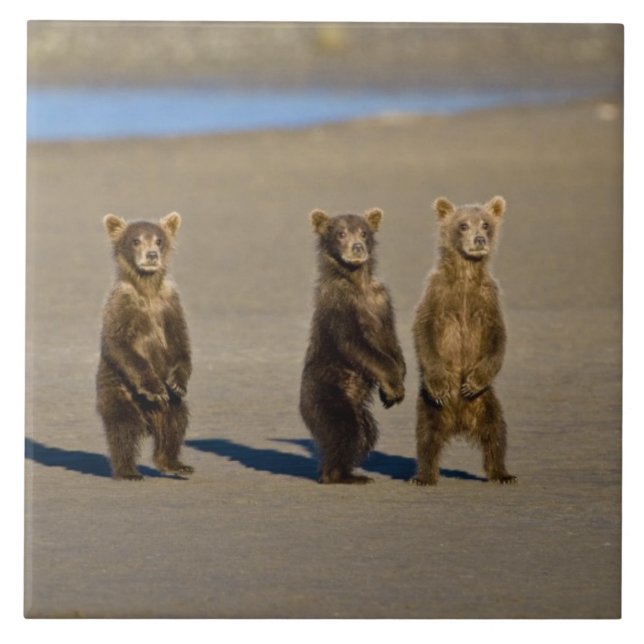 EUA. Alasca. Filhotes de Urso Pardo Costeiro (Frente)