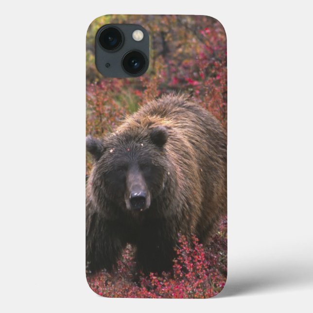 EUA, Alasca, Parque Nacional Denali. Urso pardo (Verso)