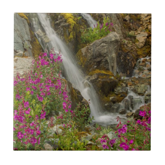 EUA, Alasca, Parque Nacional Glacier Bay. Fireweed (Frente)