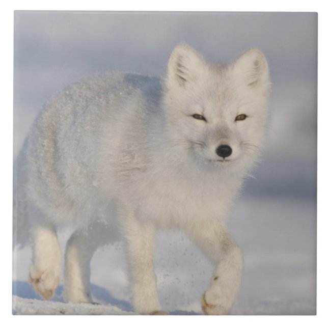 EUA, Alasca, Planície Costeira de 1002 da ANWR. An (Frente)