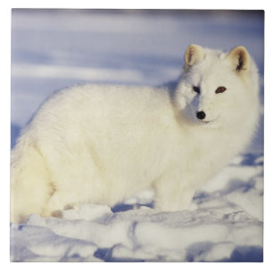EUA, Alasca. Raposa ártica com pelagem de inverno