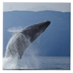 EUA, Alaska, Angoon, baleia de Humpback (Megaptera