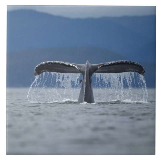 EUA, Alaska, floresta nacional de Tongass, (Frente)