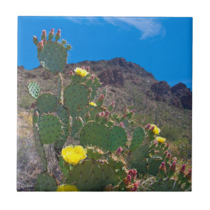 EUA, Arizona. Cacto Nas Colinas