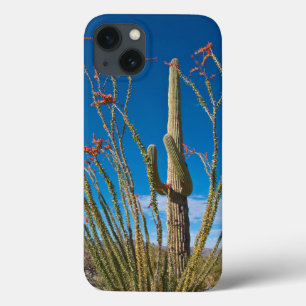 EUA, Arizona. Cacto no Parque Nacional Saguaro