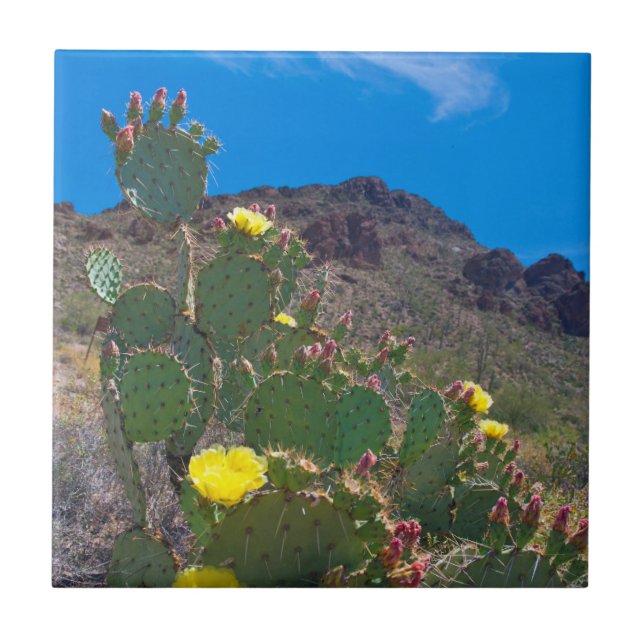EUA, Arizona. Cactus Nas Colinas (Frente)