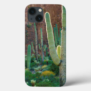 EUA, Arizona. Campo De Saguaro Cactus Por Um Cliff
