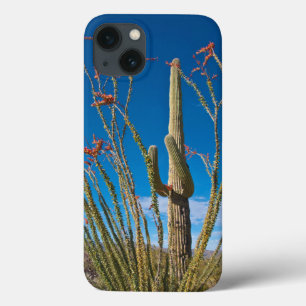 EUA, Arizona. Parque Nacional De Cactus Em Saguaro