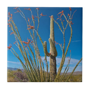 EUA, Arizona. Parque Nacional De Cactus Em Saguaro