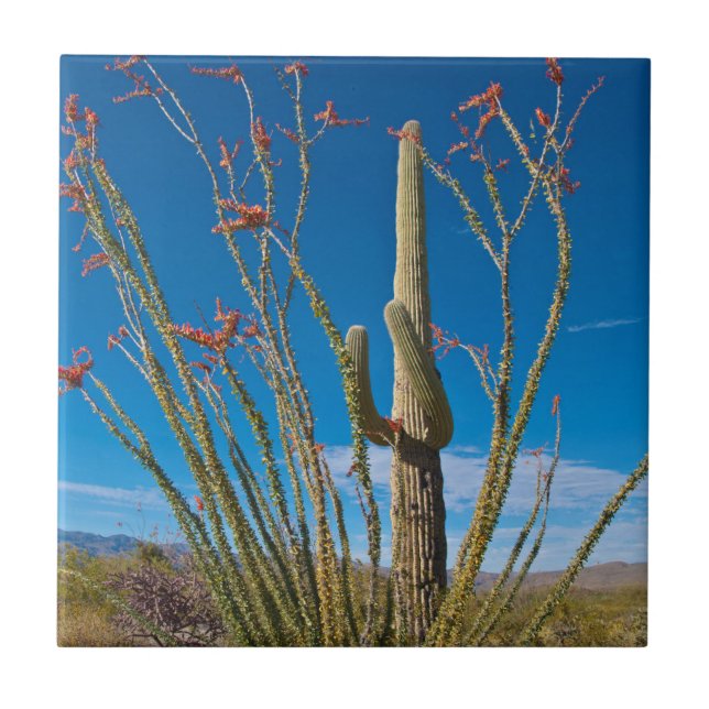 EUA, Arizona. Parque Nacional De Cactus Em Saguaro (Frente)