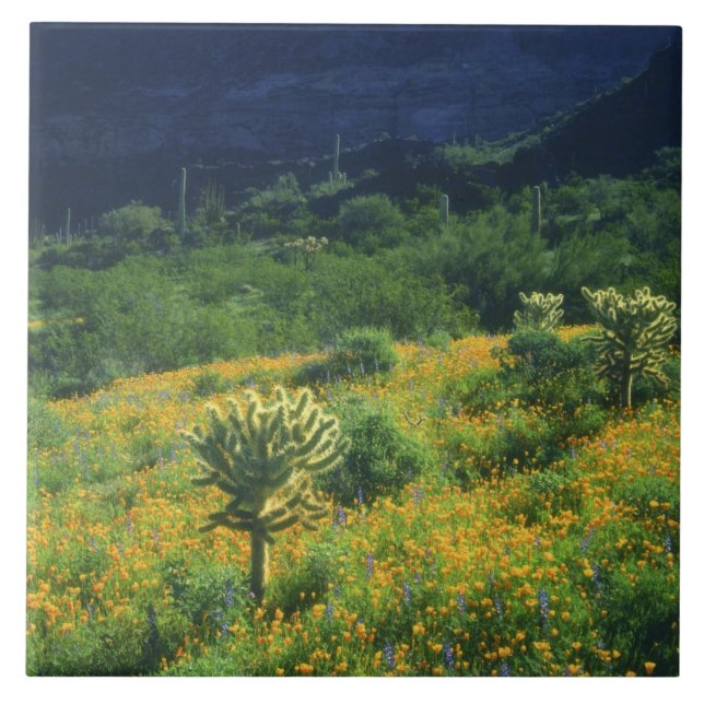 EUA, Arizona, Parque Nacional do Cacto Organ Pipe (Frente)