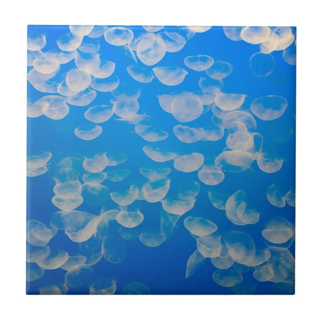 EUA, Califórnia. Água-Velho Na Baía De Monterey (Frente)