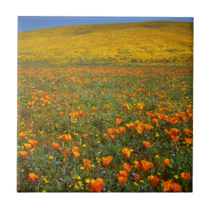 EUA, Califórnia, Antelope Valley Califórnia