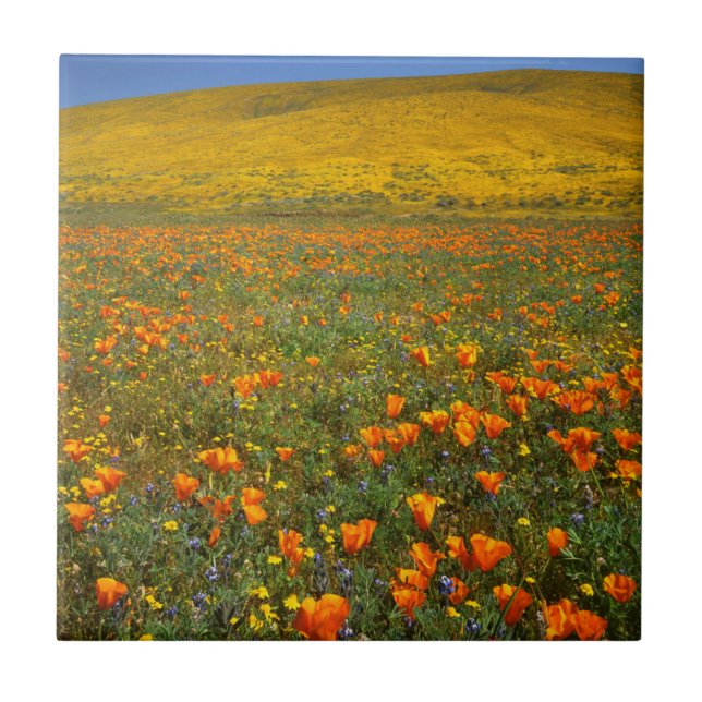 EUA, Califórnia, Antelope Valley Califórnia (Frente)