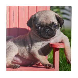 EUA, Califórnia. Cachorrinho Pug Relaxado