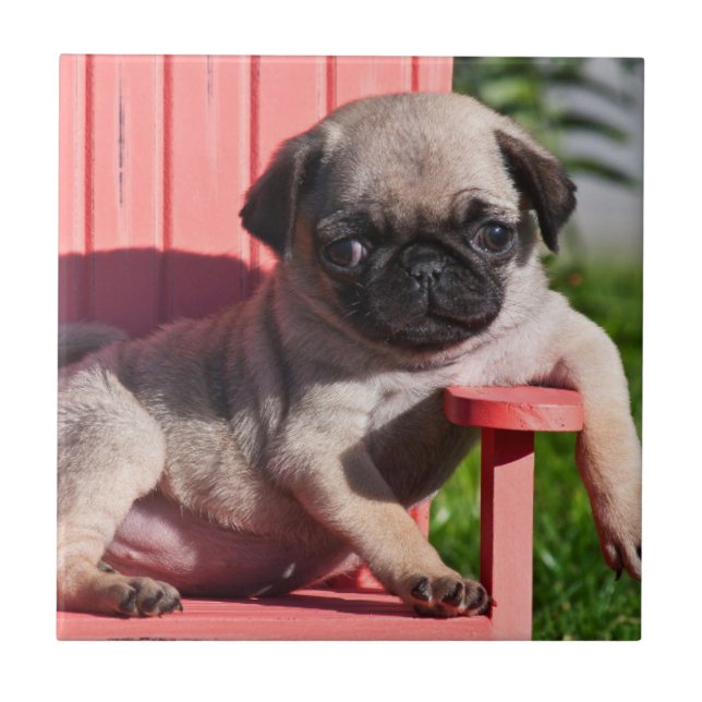 EUA, Califórnia. Cachorrinho Pug Relaxado (Frente)