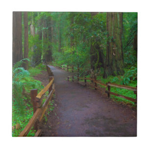 EUA, Califórnia. Caminho entre Redwoods