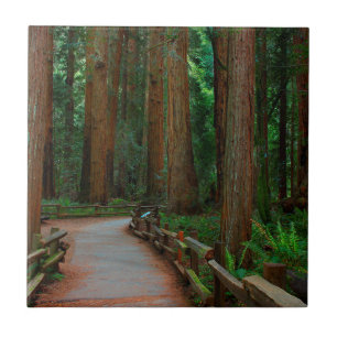 EUA, Califórnia. Caminho Entre Redwoods Em Muir