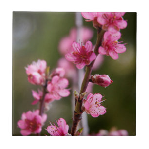 EUA, Califórnia. Flores Cor-de-Rosa Em Uma Árvore