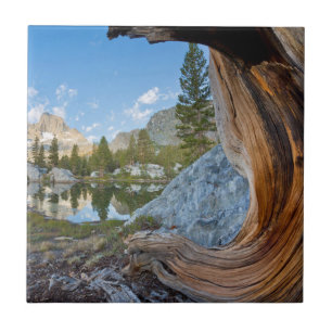 EUA, Califórnia, Floresta Nacional de Inyo. Pinhei