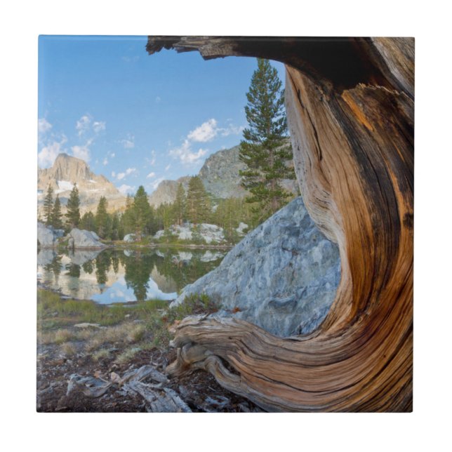 EUA, Califórnia, Floresta Nacional Inyo. Pine Anti (Frente)