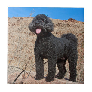 EUA, Califórnia. Labradoodle em Pé