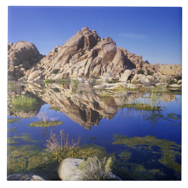 EUA, Califórnia, Parque Nacional Joshua Tree, (Frente)