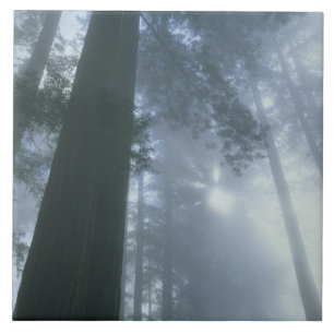EUA, Califórnia, Parque Nacional Redwood, Del