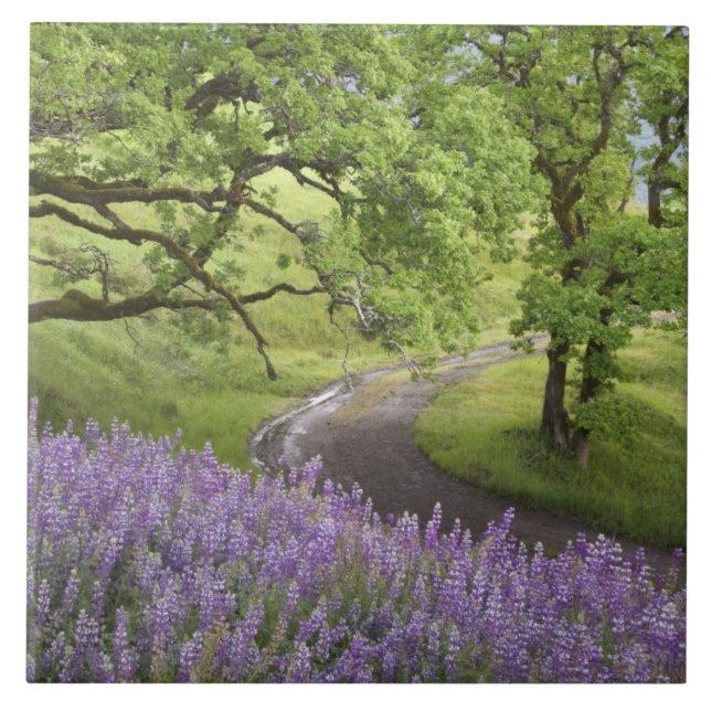 EUA, Califórnia, Parque Nacional Redwood. Sujeira (Frente)