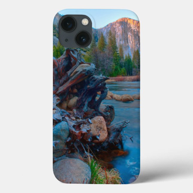 EUA, Califórnia. Raízes De Árvores No Rio Merced (Verso)