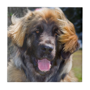 EUA, Califórnia. Retrato de Leonberger Sentado