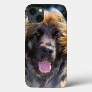 EUA, Califórnia. Retrato do assento de Leonberger