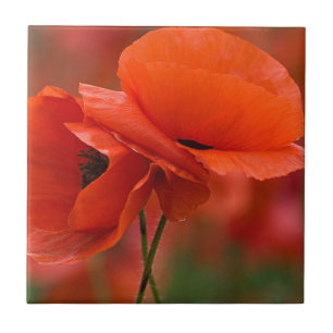 EUA, Carolina do Norte. Fecho da papoula