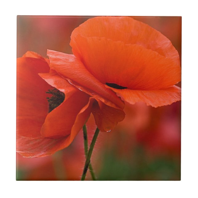 EUA, Carolina do Norte. Fecho da papoula (Frente)