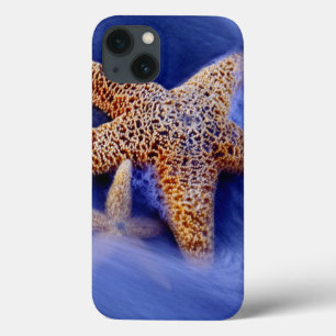 EUA, Carolina do Sul, Ilha Hilton Head. Dois