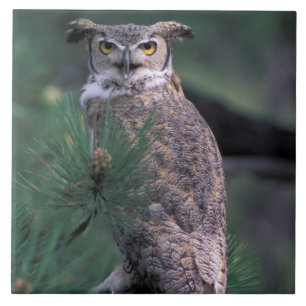 EUA, CO, Primaveras do Colorado. Coruja excelente