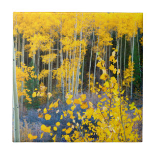 EUA, Colorado. Aspas Amarelas Brilhantes Em Rochos