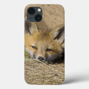 EUA, Colorado, Breckenridge. Raposa vermelha alert